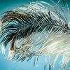 Hair feathers